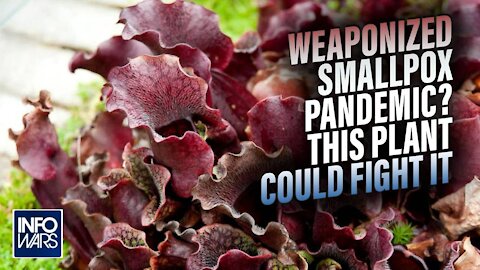 Is Weaponized Smallpox the Next Engineered Pandemic? This Plant Could Fight It