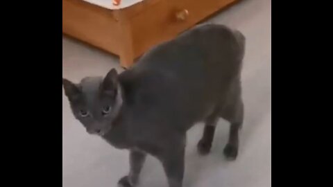 House funny cats
