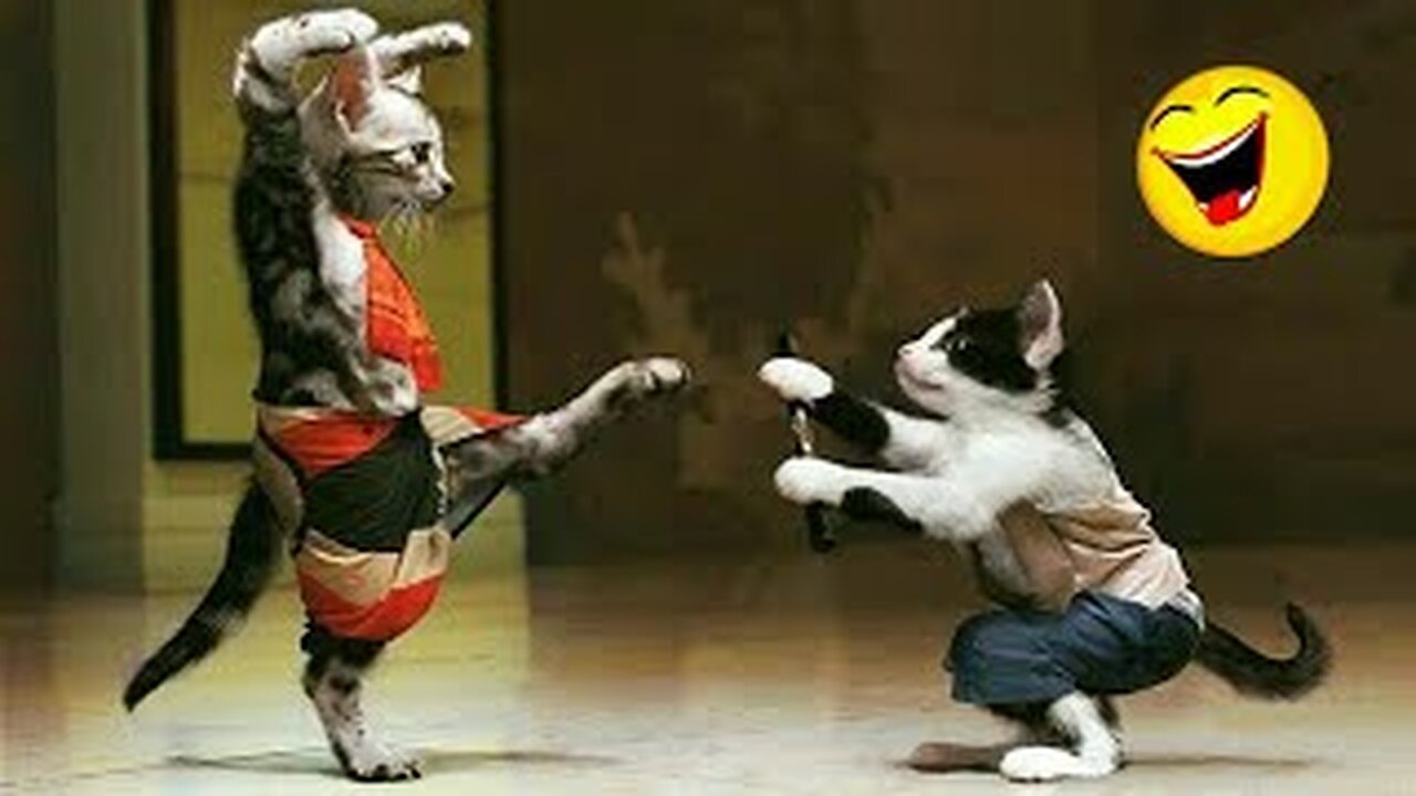 Funniest Animals 2024 😹 Best Funny Cat VS Cat Videos 😂🐶 #PetValleyy