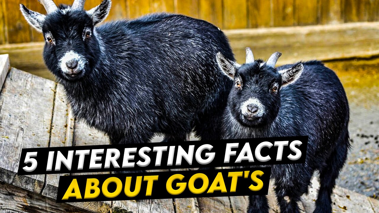 Horns and Hooves: 5 Fascinating Facts About Goats