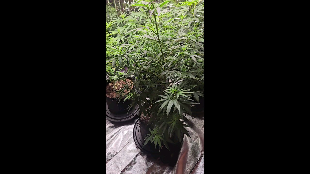 Week 1 in bud