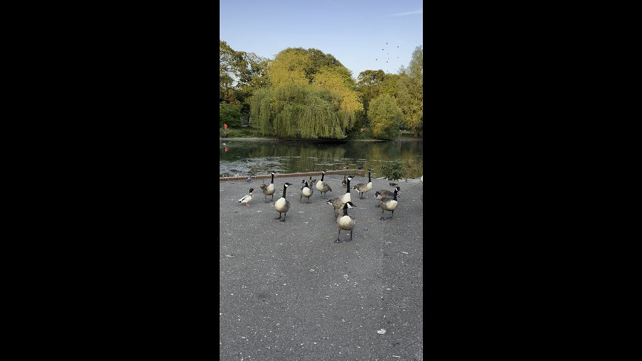 Ducks with nature