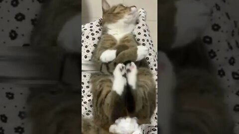 Funny cat doing unique steps 2022 😅😜 #shorts #cat #funnycats