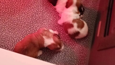 k litter... Today(2)