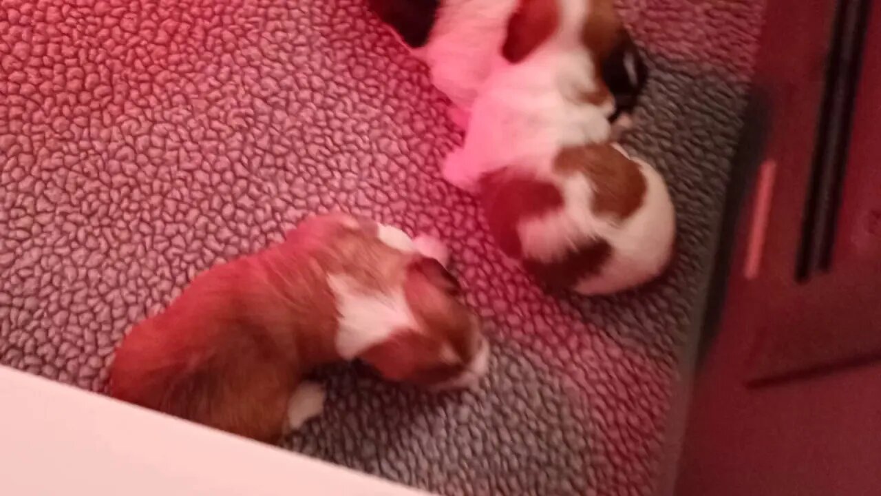 k litter... Today(2)