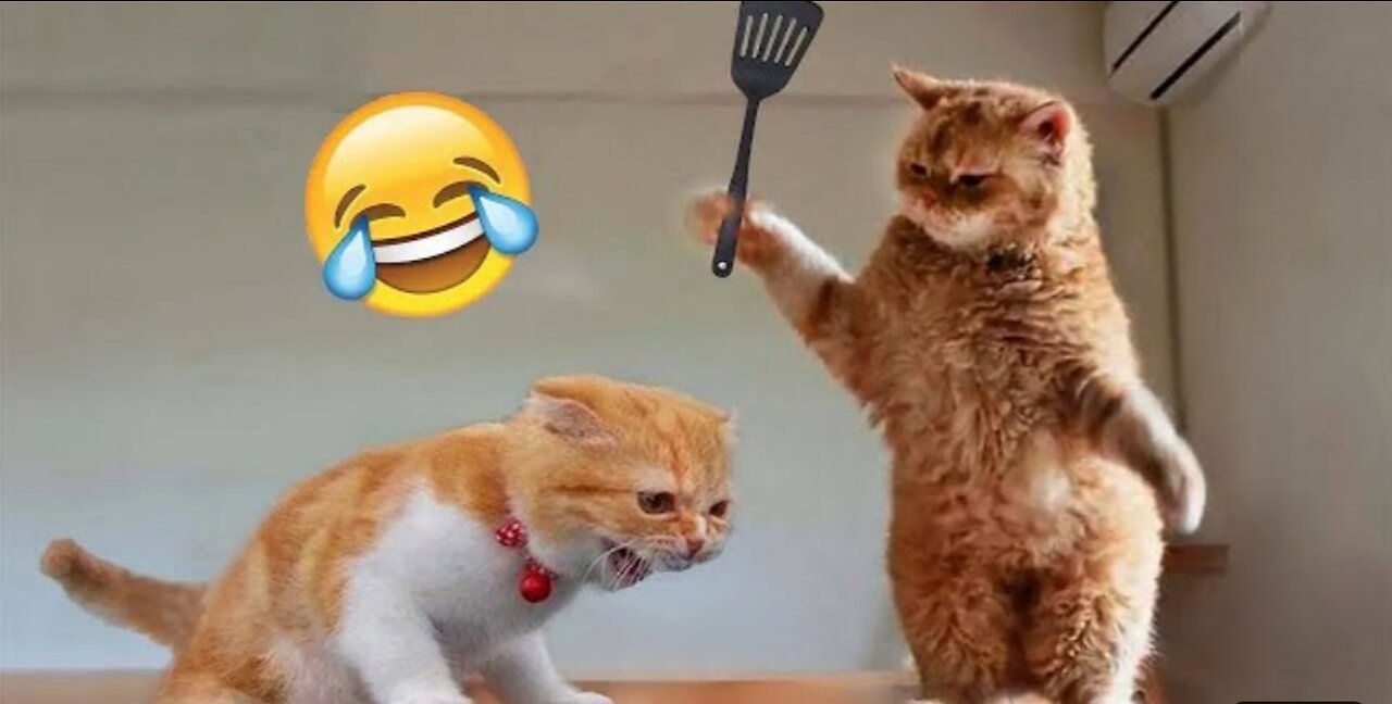 Funny animal videos funniest cats 😺