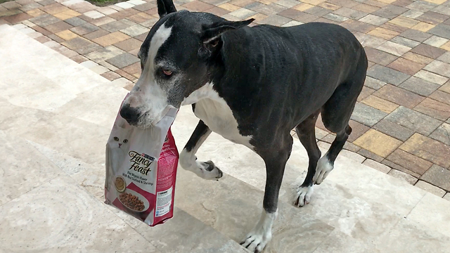 Great Dane helps owners deliver groceries