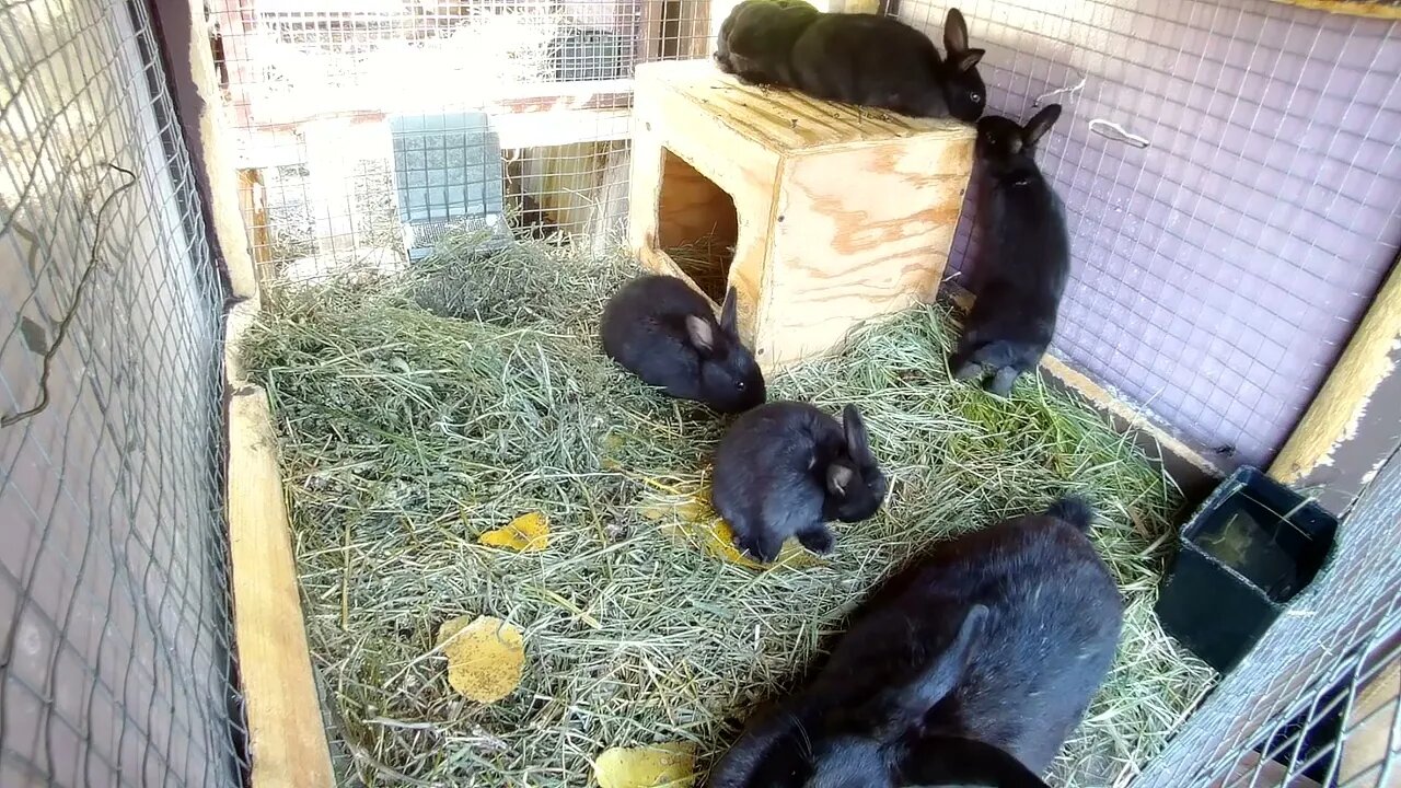 The Rabbit City - All good but yeah