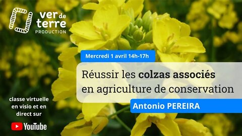 Réussir les colzas associés en agriculture de conservation, avec Antonio Pereira