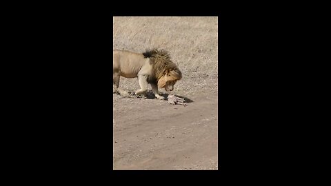 cute lion cubs meets dad #cute