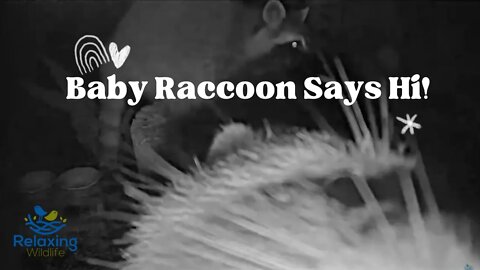 Baby Raccoon Says Hi!