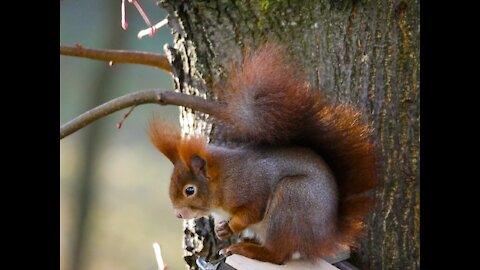 Siberian squirrel, squirrel friend