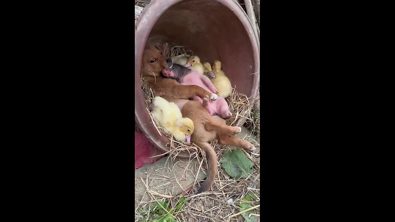 dog loves pig and ducks 🥰