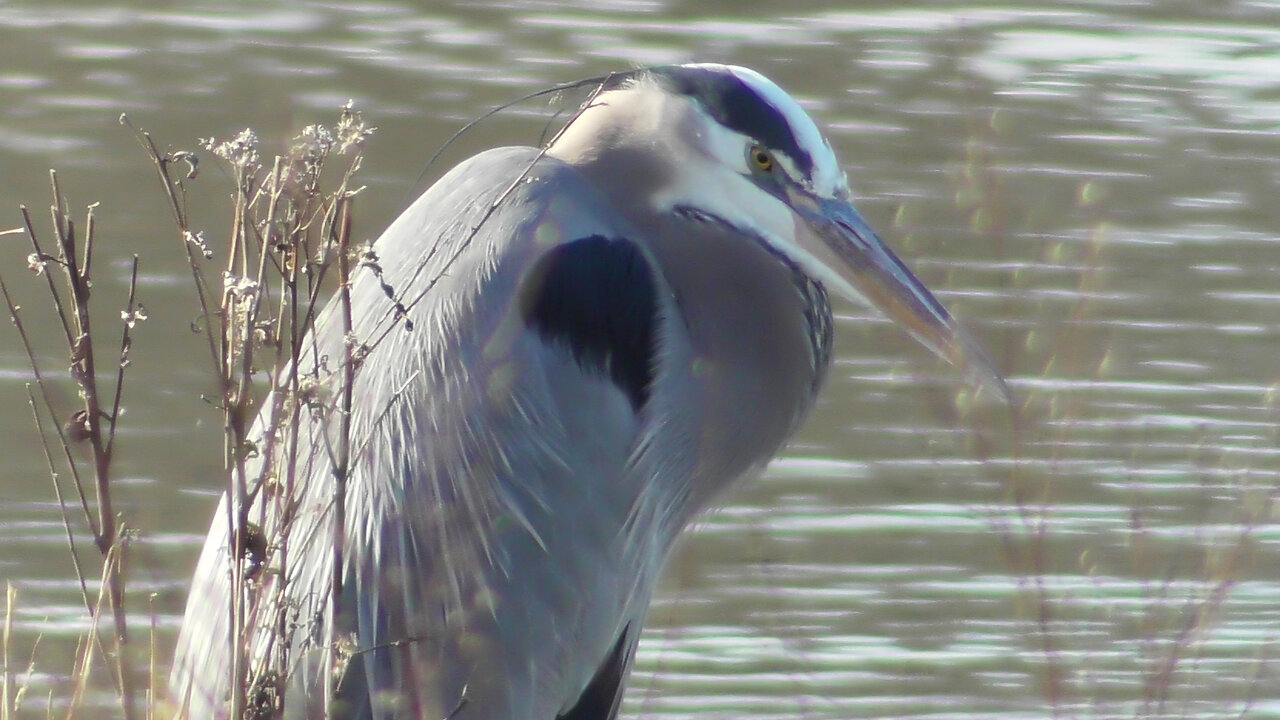 Great Blue Heron 大藍鷺 (2021)