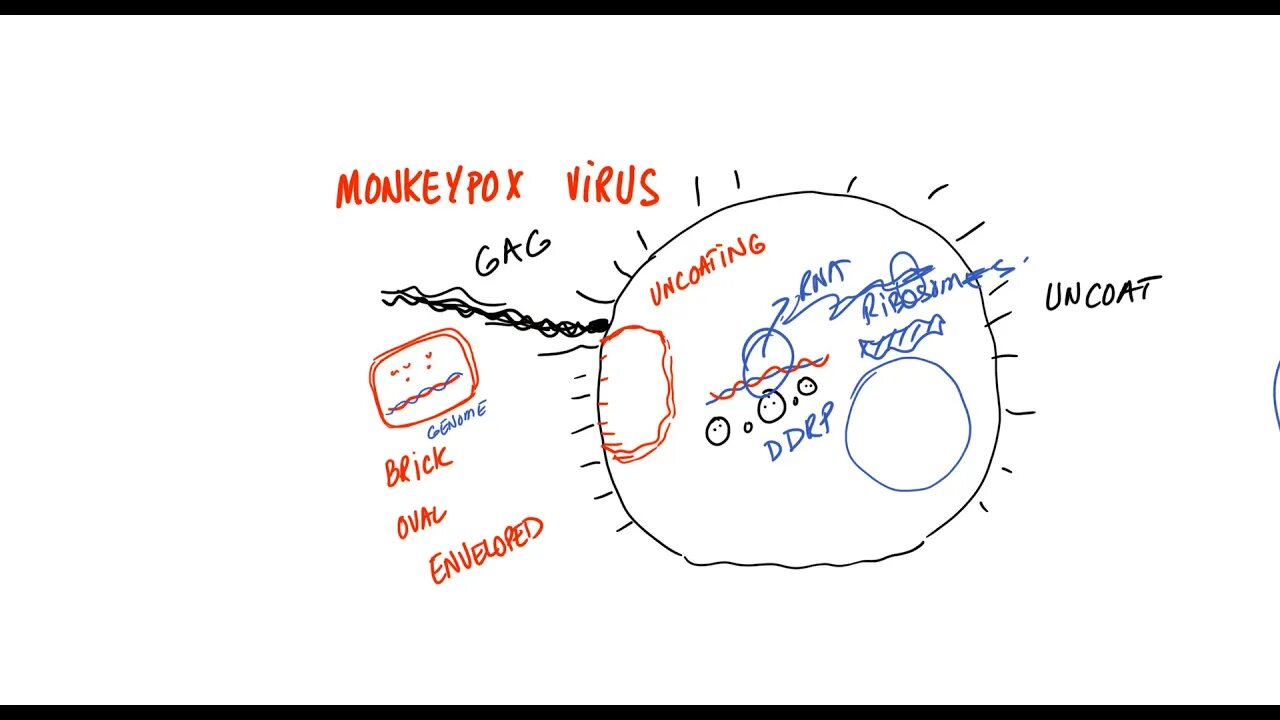 How Does Monkeypox Virus Work?