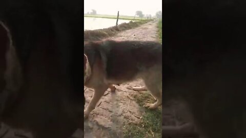 कहां कहां ढूंढा तुझे #rudrakrishna #ytshorts #dog #dogshorts #ytstar #trending #viralvideo