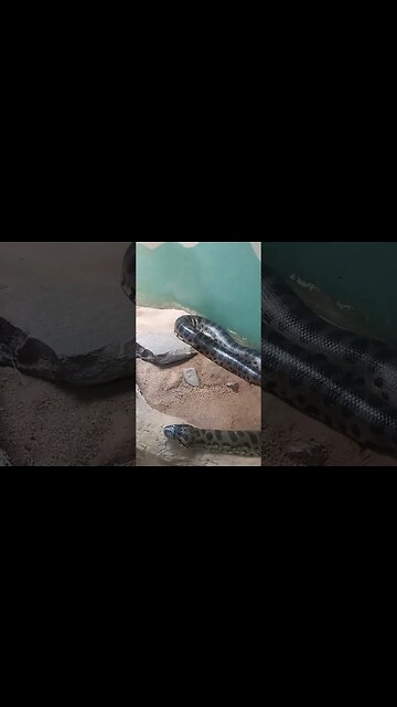 That's a big Python.