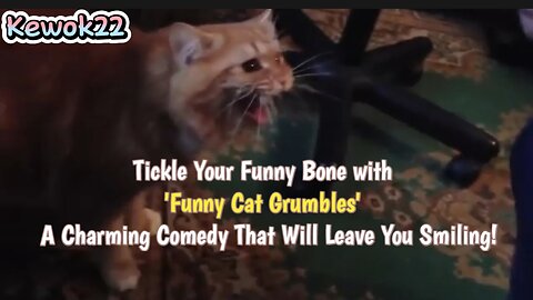 Funny Cat Grumbles