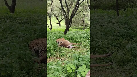 Filming Wild Leopards in India - Wildlife Documentary Behind The Scenes