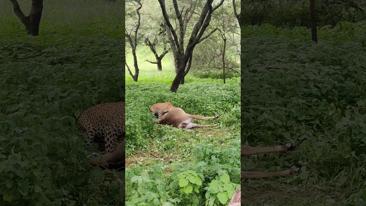 Filming Wild Leopards in India - Wildlife Documentary Behind The Scenes