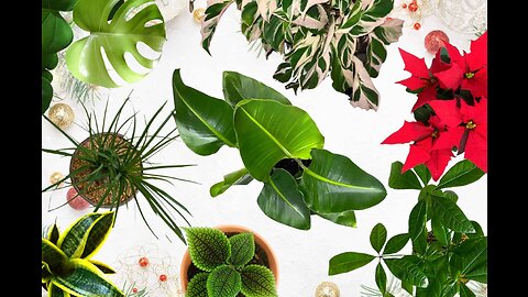 2 Pcs Separated Desktop Plant Terrarium - Plant Propagation Planter Water Station Planting Glas...