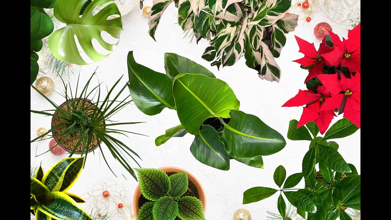 2 Pcs Separated Desktop Plant Terrarium - Plant Propagation Planter Water Station Planting Glas...