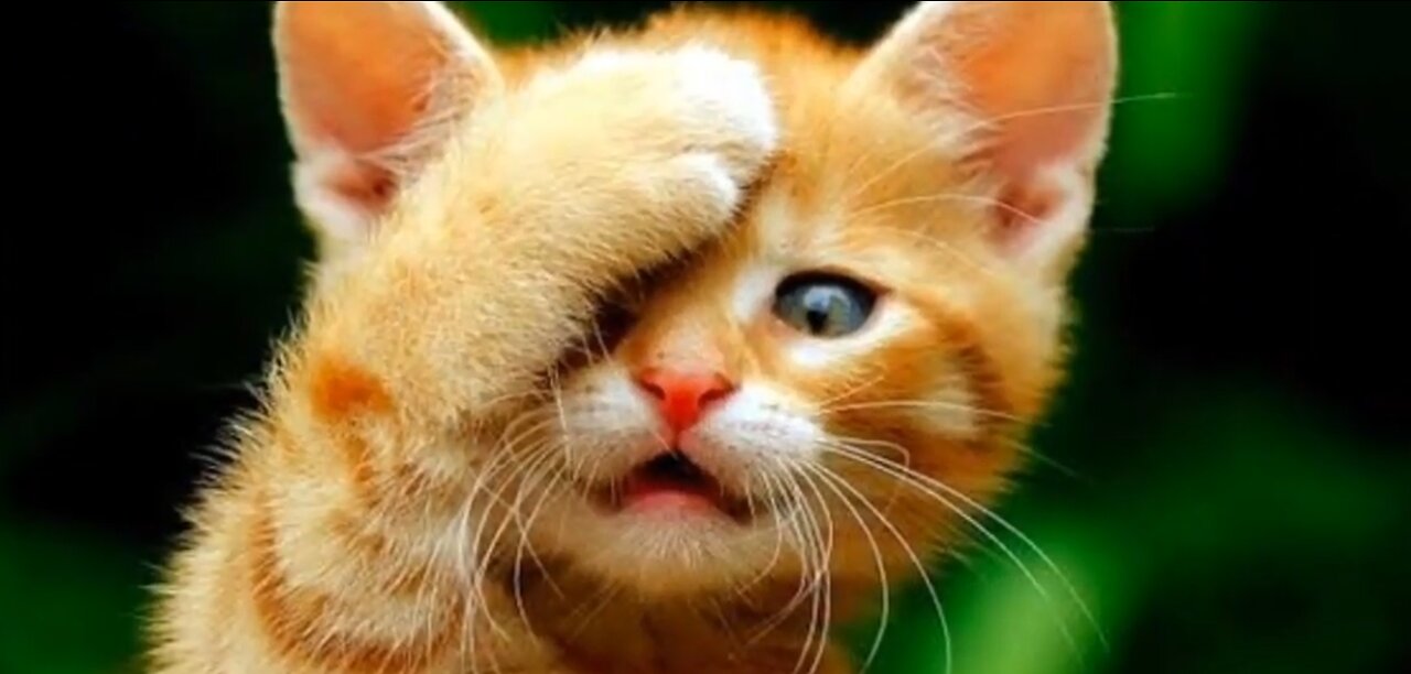 Funniest Animals 2023 | Best Funny Cats and Dogs | Funny Animal Videos 2023