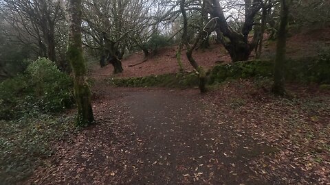 Barna woods, Galway, Ireland