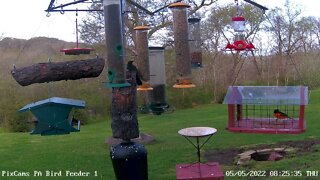 Baltimore oriole in bluebird mealworm cage eating mealworms 5/5/2022