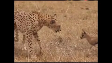 Cheetah vs baby