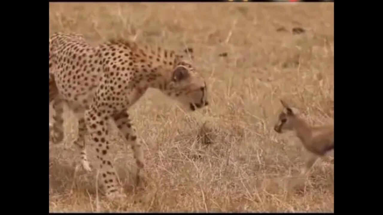 Cheetah vs baby