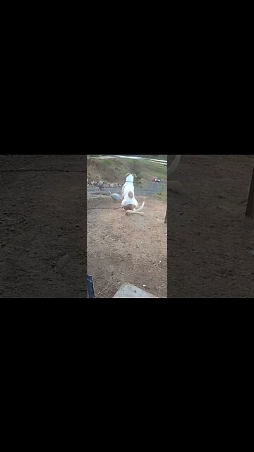 Watch dog patiently waits for owner. Henry's a good boy