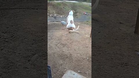 Watch dog patiently waits for owner. Henry's a good boy