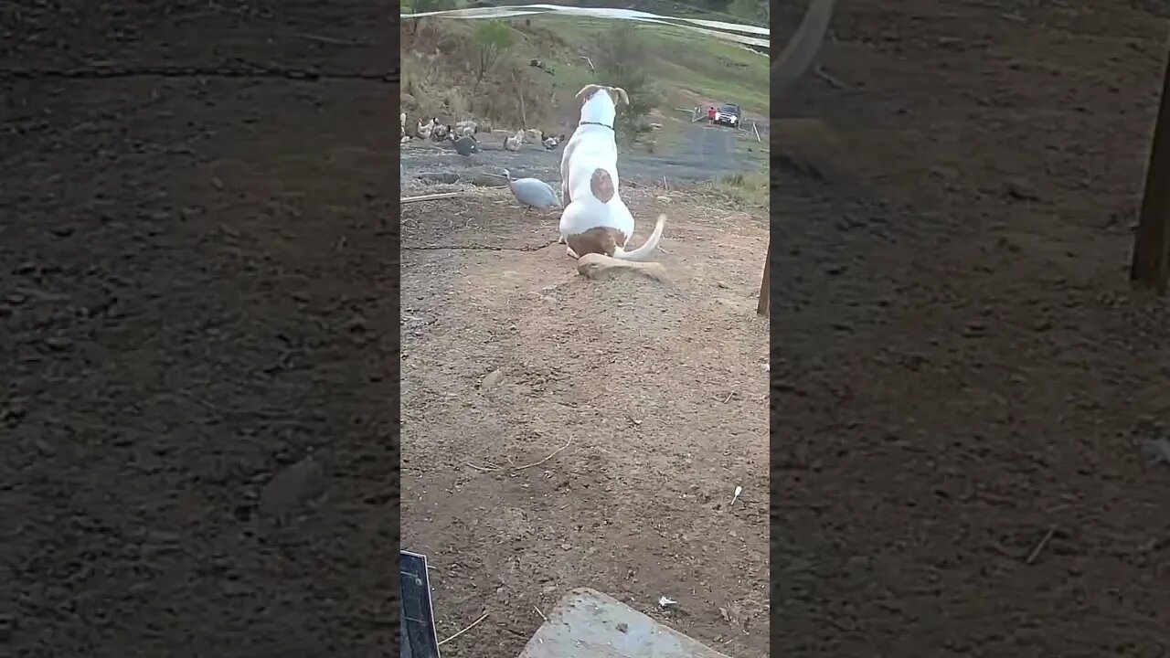 Watch dog patiently waits for owner. Henry's a good boy