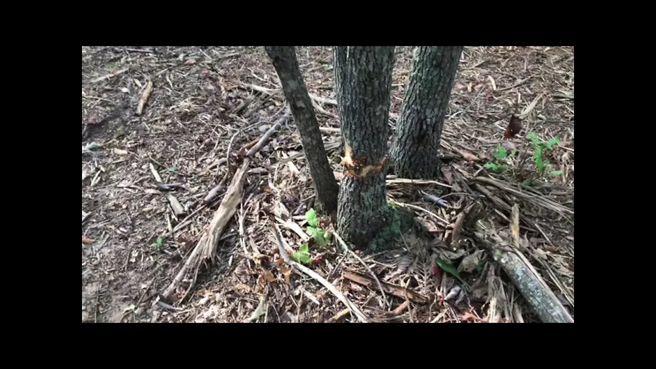 Why Damage These Beautiful Trees? Trail Management