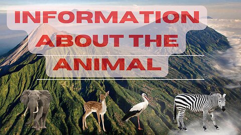 Information About The Animal