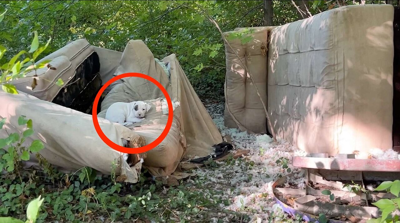 They were hiding in a pile of old furniture in the backyard of an abandoned house