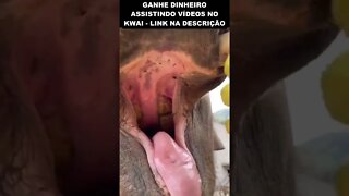 olha como é a boca do elefante