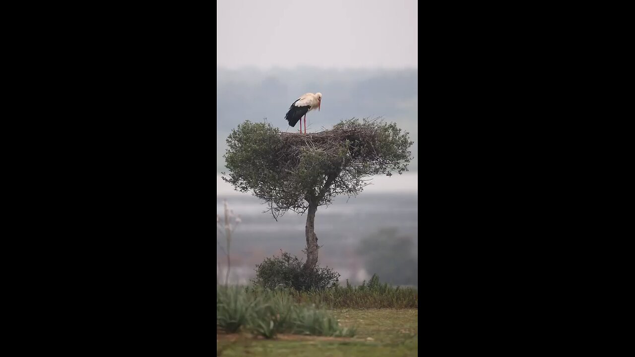 Buetiful Seenery with birds in the nest