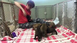 Cinnamon litter getting recollored