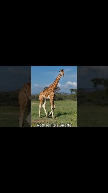 Lake Nakuru Sightings 09/09/22 (Lions, Rhino, etc) | Zebra Plains | #shorts