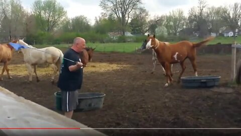 Feeding Horses With A Flag - This Is Really Crazy & Unfair To Horses & Teaching Bad Lessons