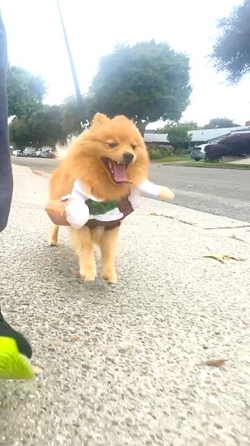 Dog mental health stimulation #funnydog #mentalhealth #pomeranian #cutedog #menatlhealthstimulation