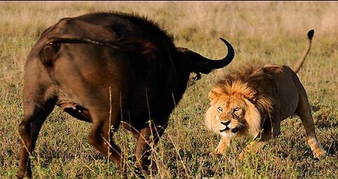 Lion vs Buffalo Battle