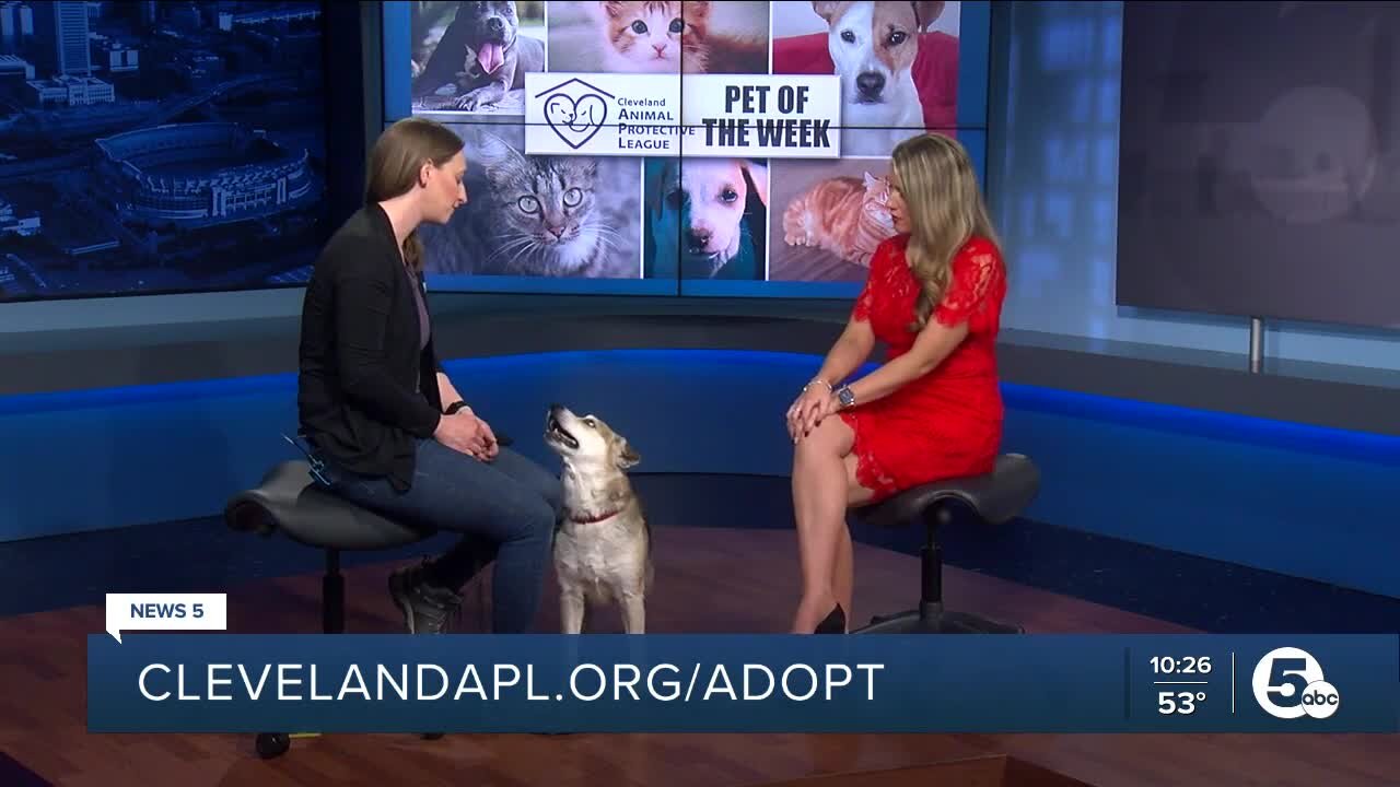 Rosie is Cleveland Animal Protective League's Pet of the Week