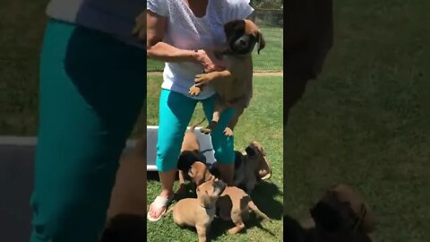 LonelyCreek puppies ! Ch Legacy x Serenity