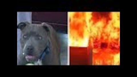 Dog Runs Directly Into A House That’s Fully Engulfed In Flames