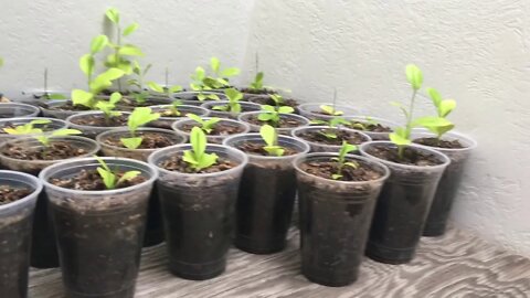 Saturday Projects™.com | Skylight Greenhouse Experiment