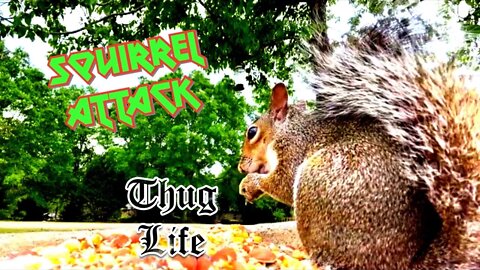Hey Look Squirrel attacking GoDonnieCOM LIVE on Air #Shorts
