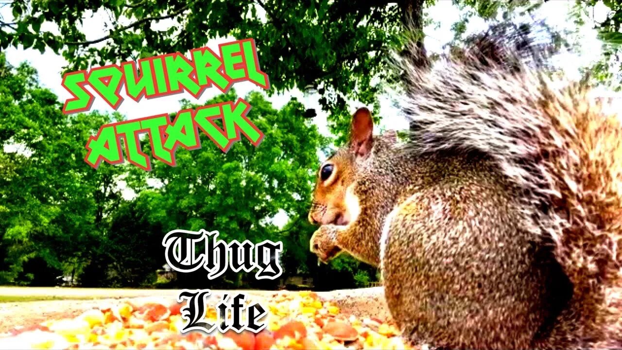 Hey Look Squirrel attacking GoDonnieCOM LIVE on Air #Shorts